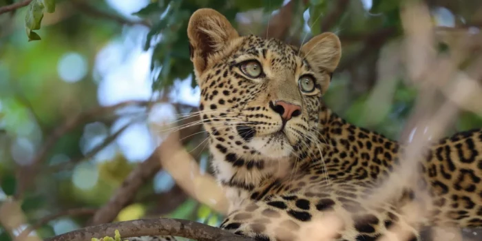 Առյուծը փրկում է հղի հիենային վայրի շներից. Դեյվիդ Աթենբորոյ...