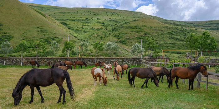 🎥 «Երամակ». Դրախտիկ գյուղի դրախտային անկյունը .banks.am