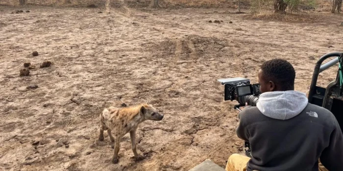 Առյուծը փրկում է հղի հիենային վայրի շներից. Դեյվիդ Աթենբորոյ...