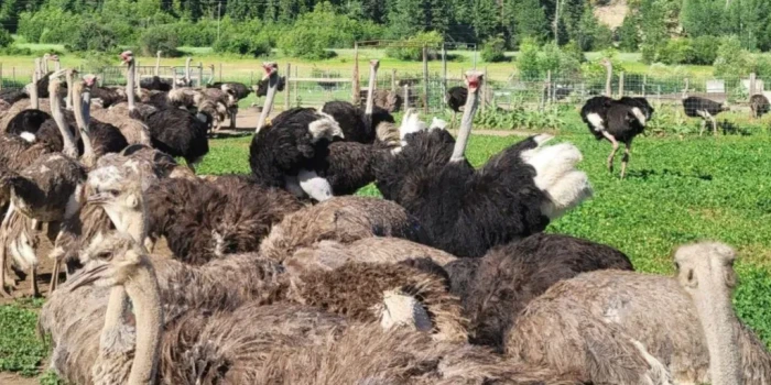 Հաշմանդամի կրակոցները վերջ դրեցին Կանադայի ամիսներ տևած ջայլ...